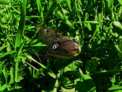 Image of Eastern Tiger Salamander