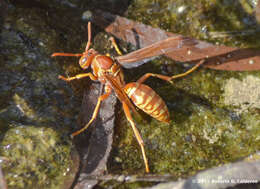 Image de Polistes apachus de Saussure 1857