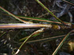 Imagem de Pseudopanax linearis (Hook. fil.) K. Koch