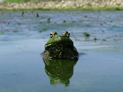 Image of American Bullfrog