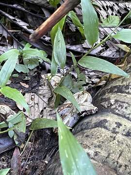 Imagem de Boa constrictor constrictor Linnaeus 1758