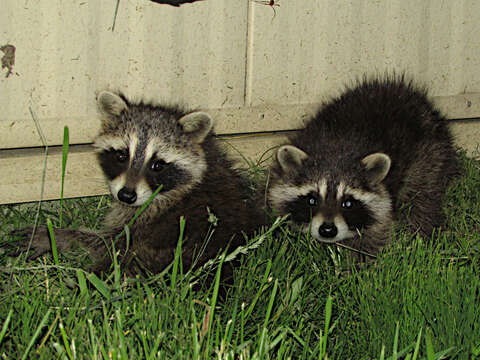 Image of raccoons