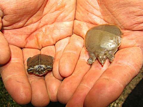 Image of Eastern Painted Turtle