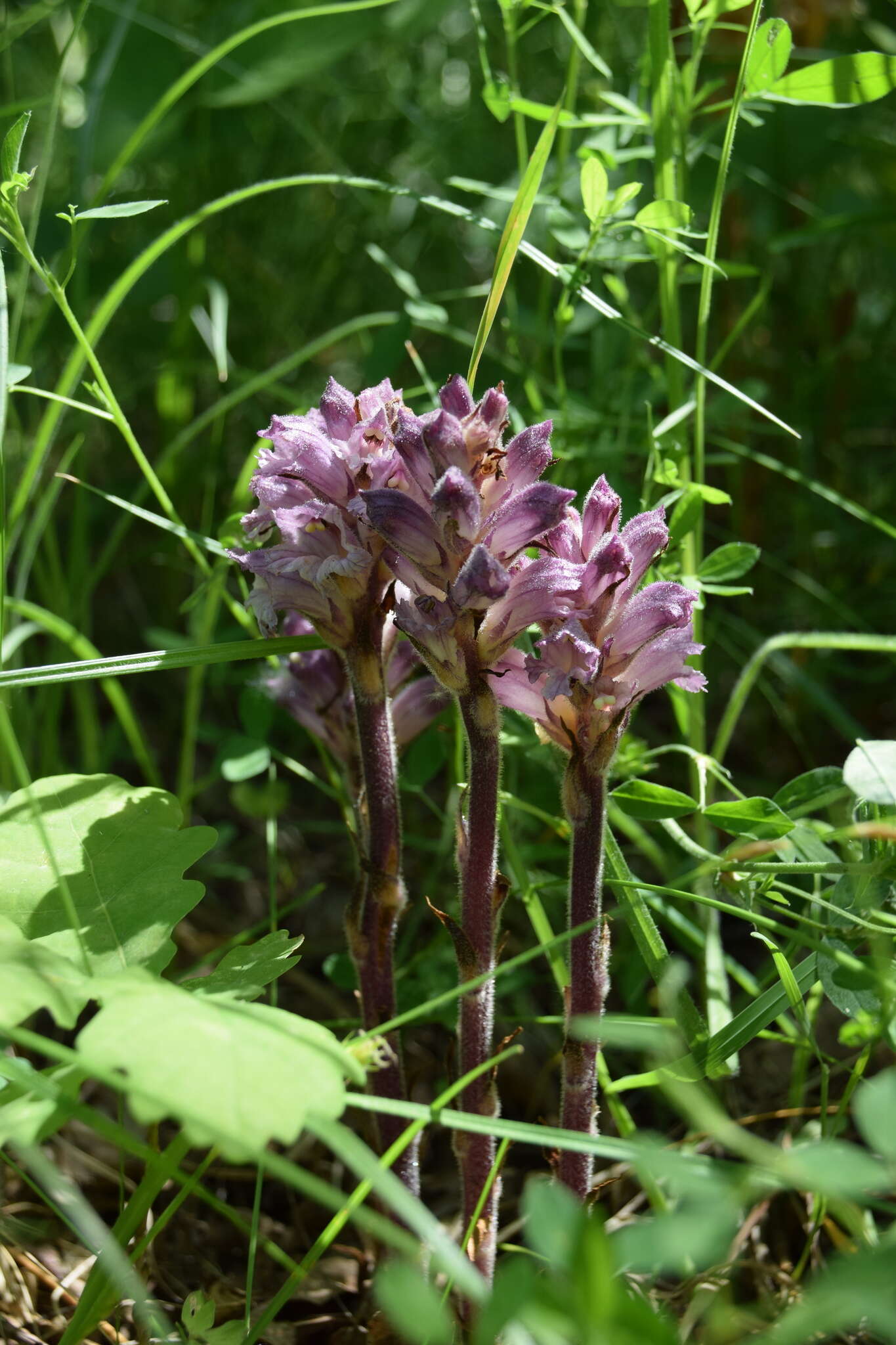 Imagem de Orobanche lutea Baumg.