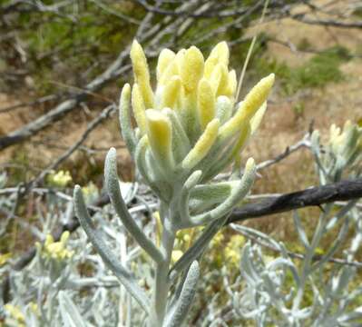 Image of whitefelt Indian paintbrush