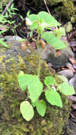 Image of Brazilian Begonia