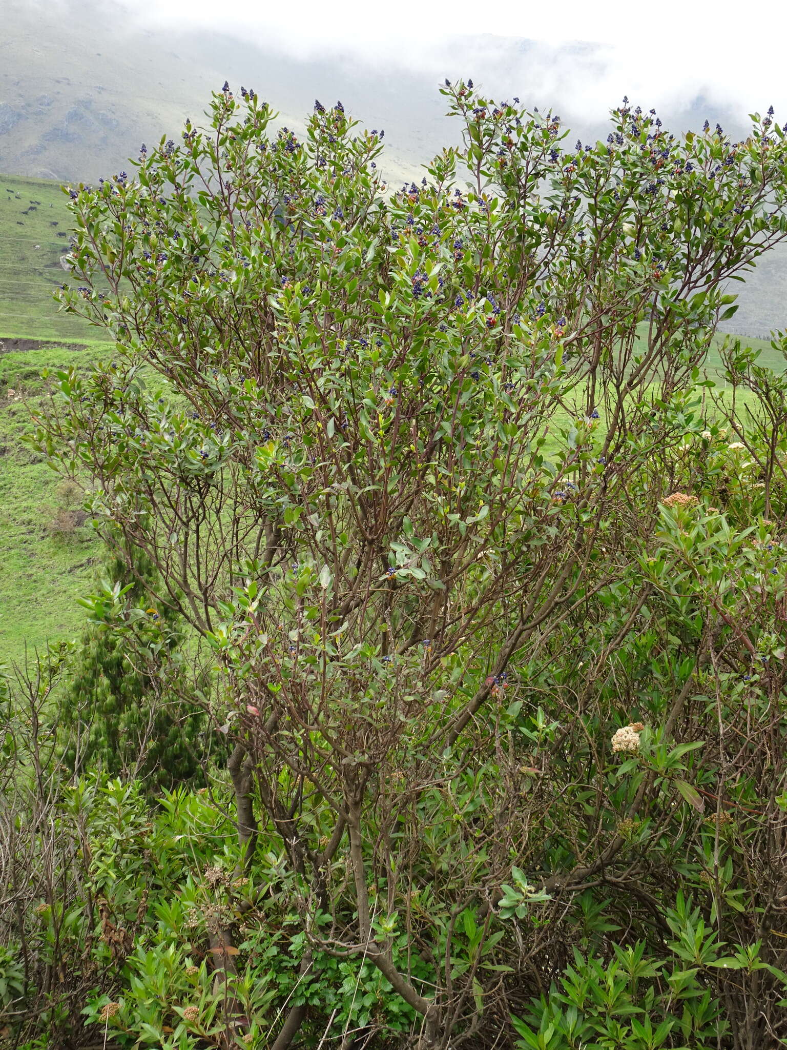 Image of Monnina crassifolia (Bonpl.) Kunth