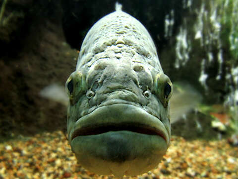 Image of black bass