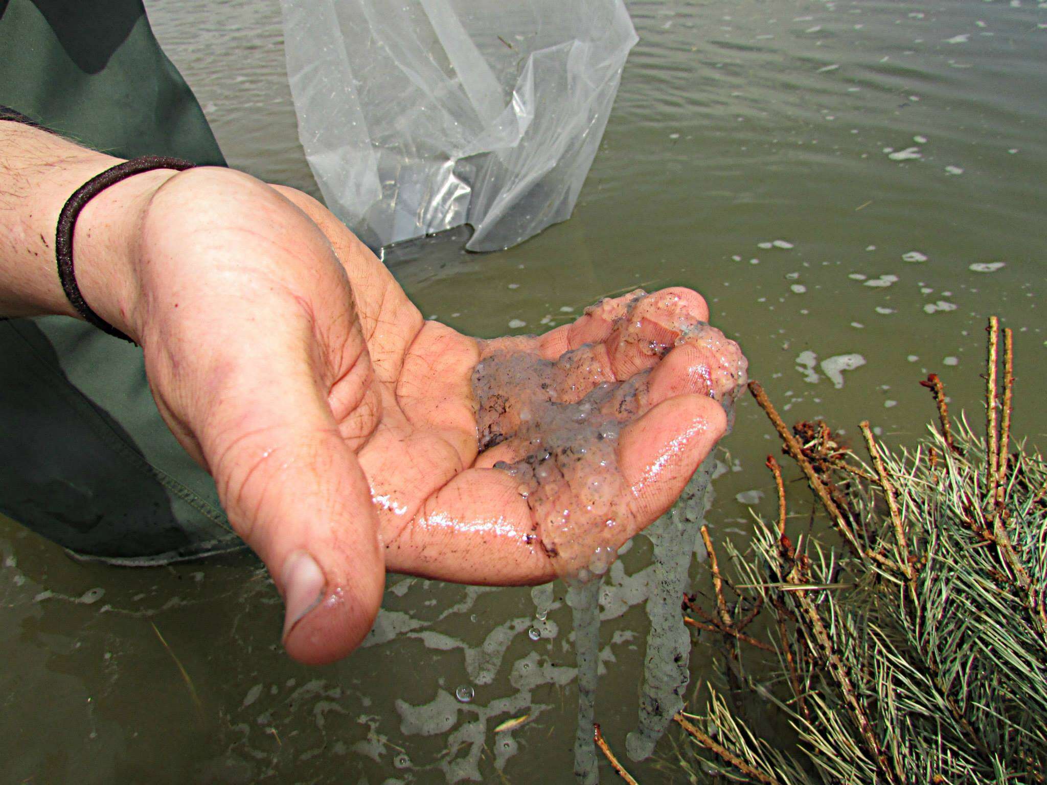 Image of Yellow Perch