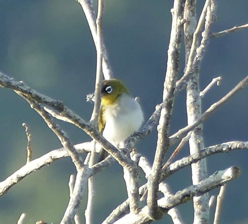 Image of Black-crowned White-eye