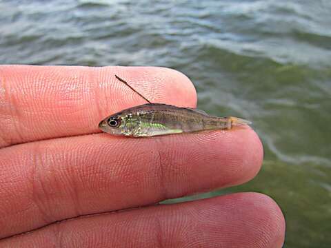 Image of Yellow Perch