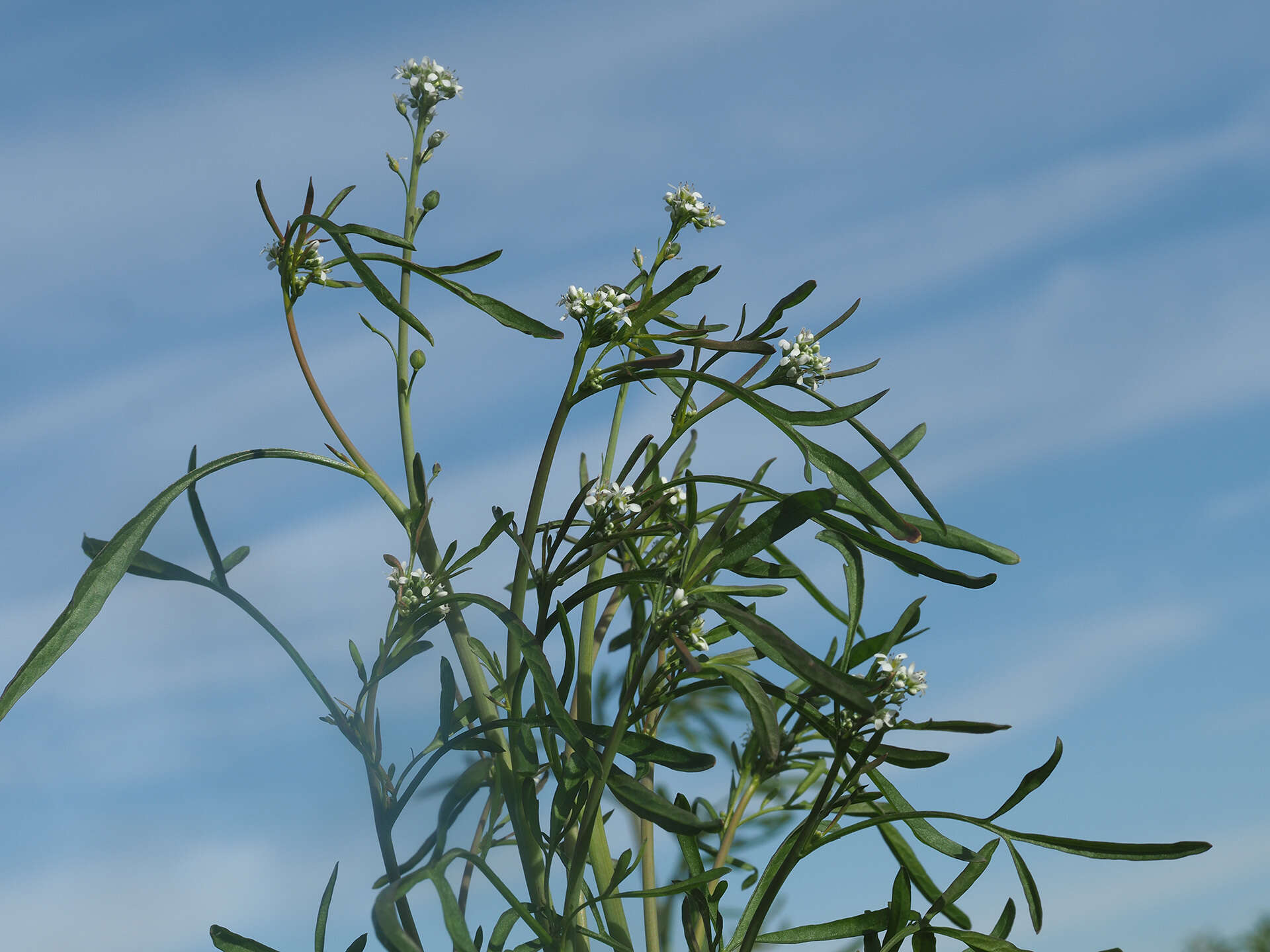 Image of gardencress pepperweed