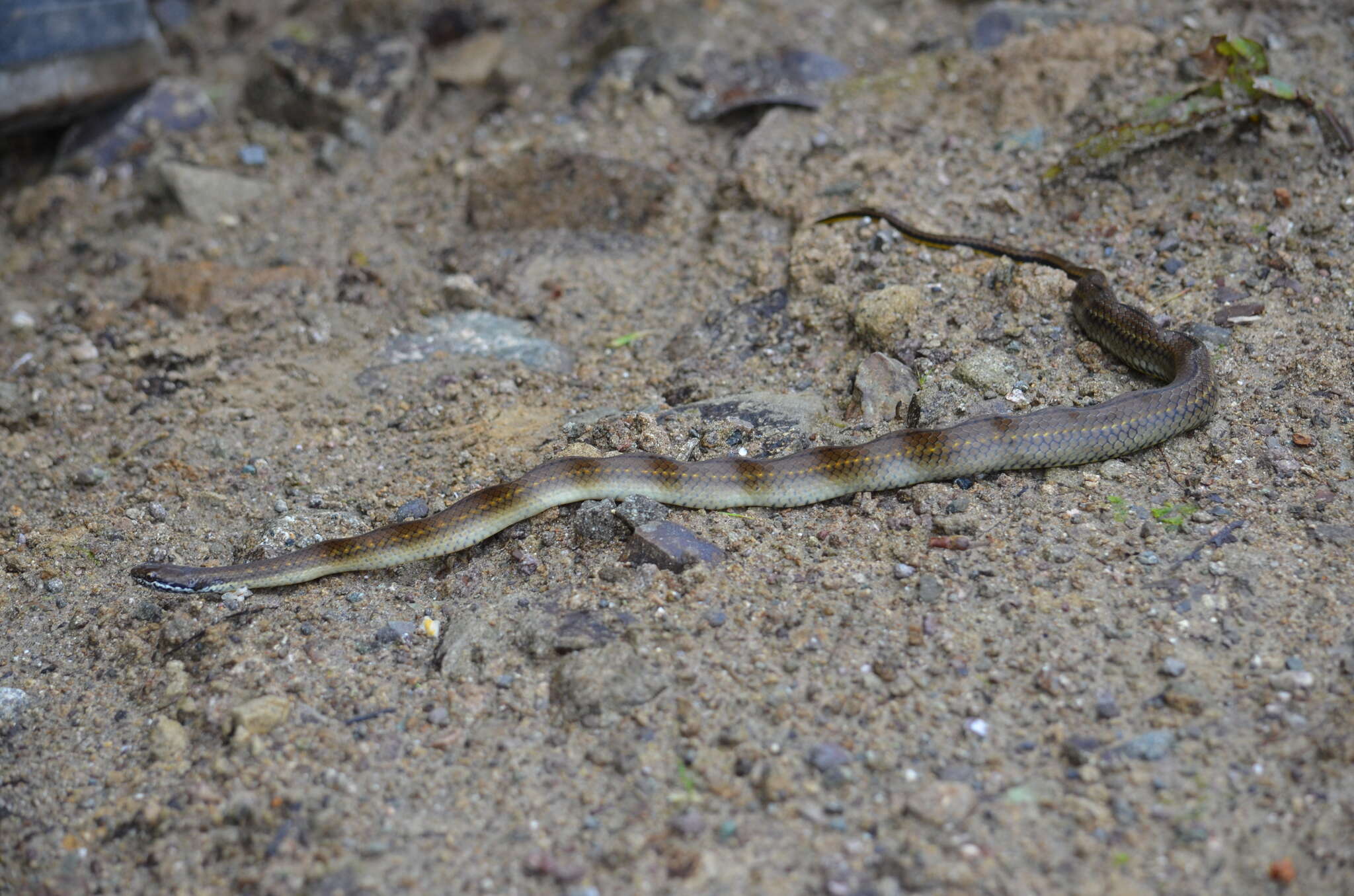 Image of Saphenophis boursieri (Jan 1867)