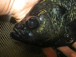 Image of Black Crappie