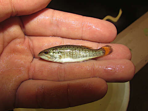 Image of Smallmouth Bass