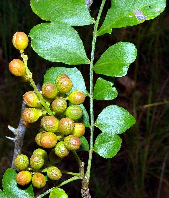 Imagem de Zanthoxylum capense (Thunb.) Harv.