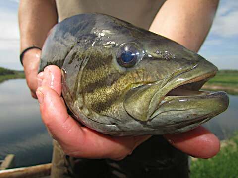 Image of Smallmouth Bass