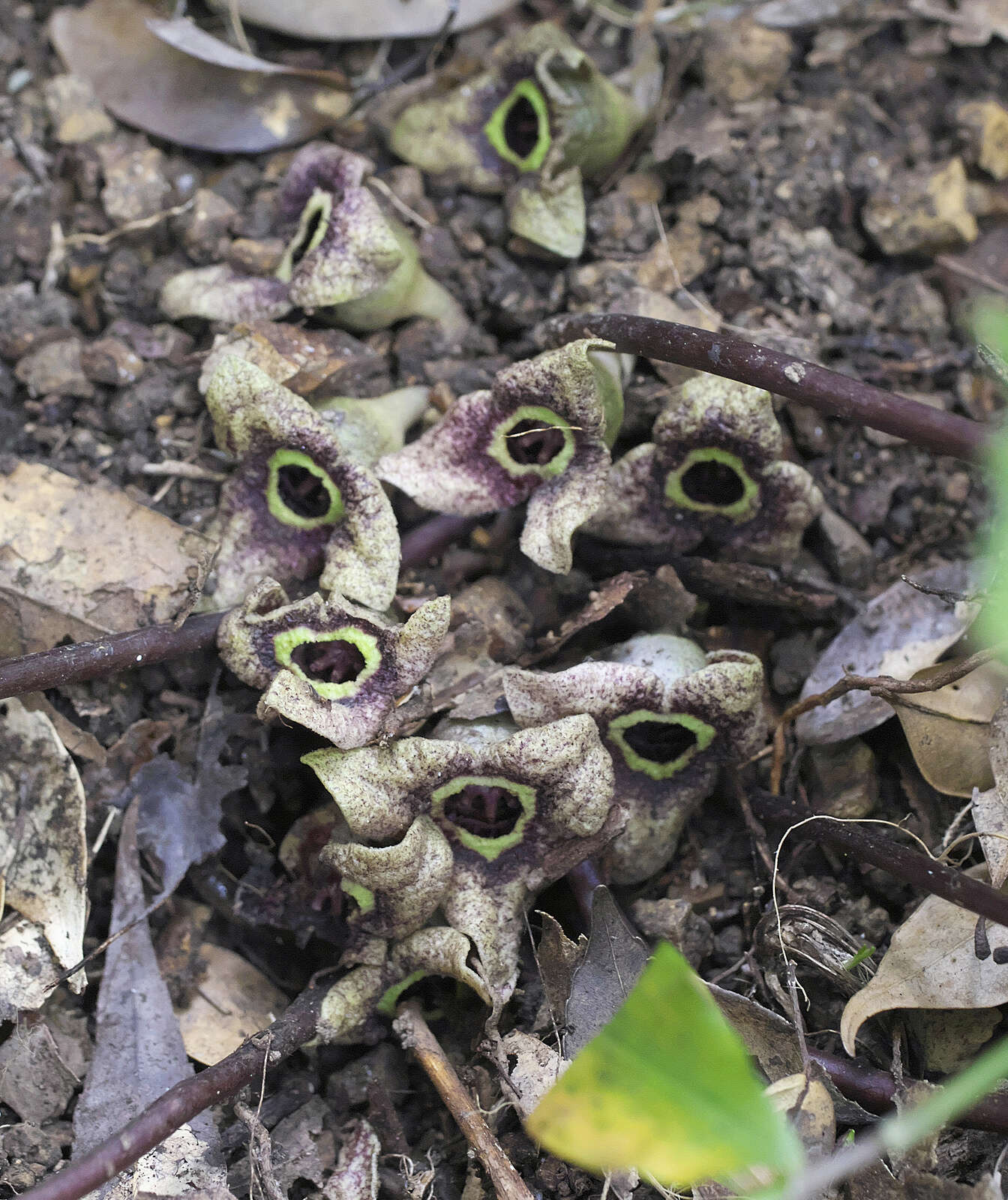 Image of Asarum nipponicum Maekawa