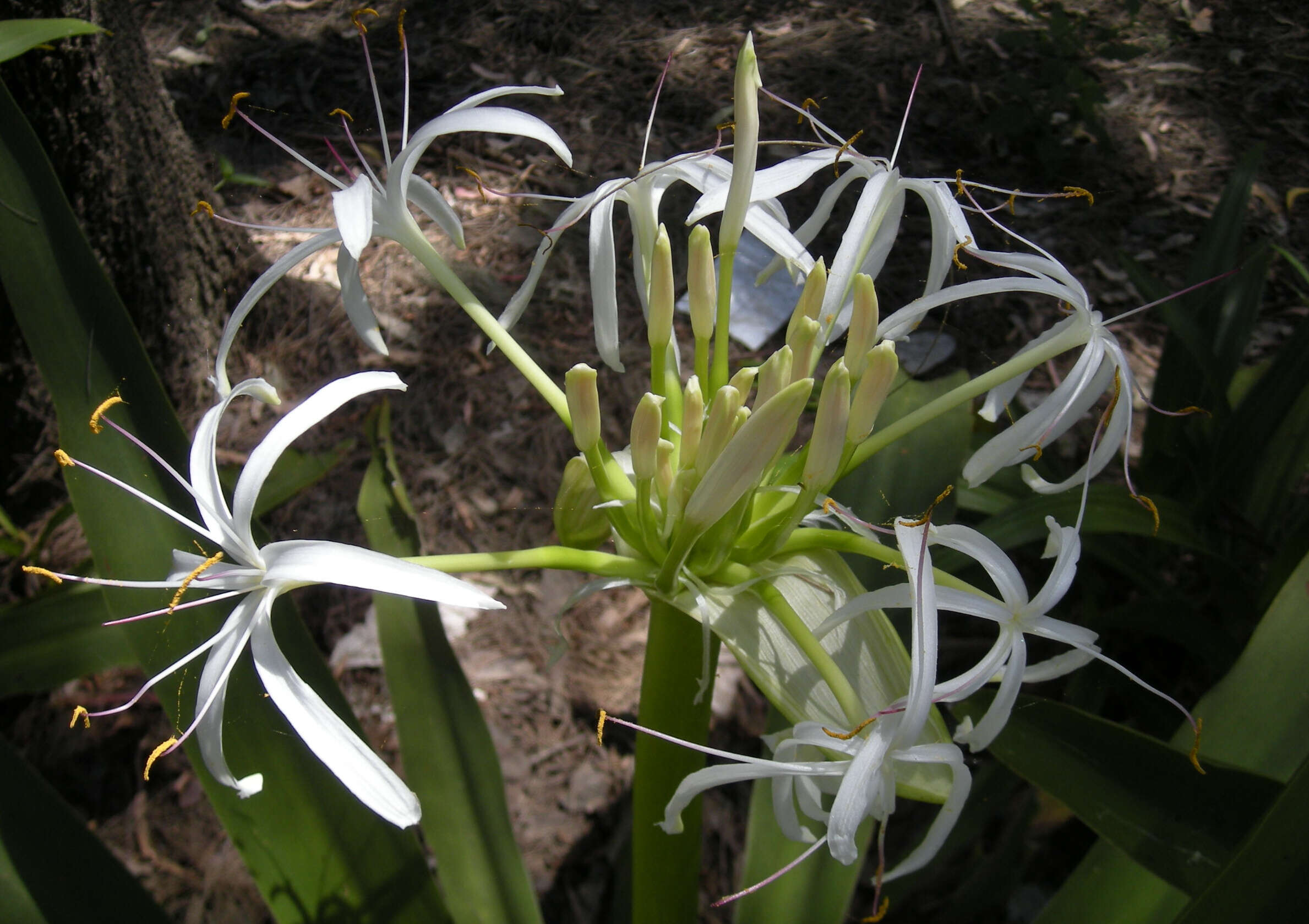 Image of Mangrove lily