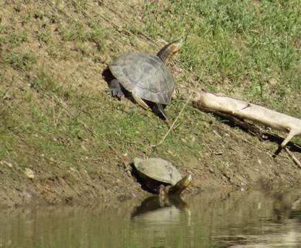 Sivun Trachemys ornata (Gray 1831) kuva