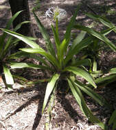 Image of Mangrove lily