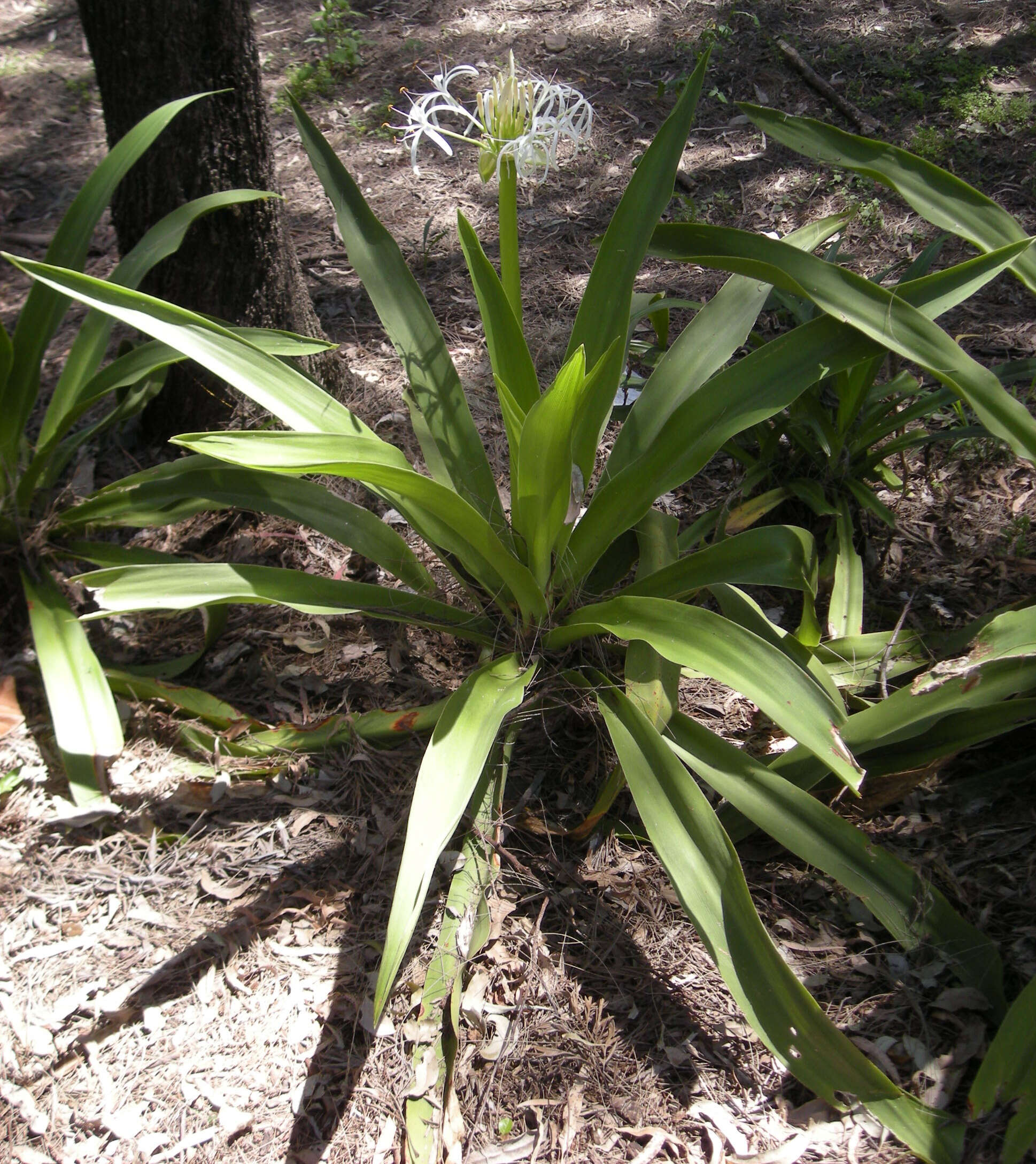 Image of Mangrove lily