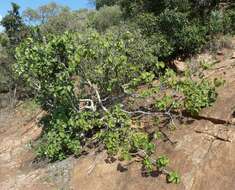 Imagem de Ficus abutilifolia (Miq.) Miq.