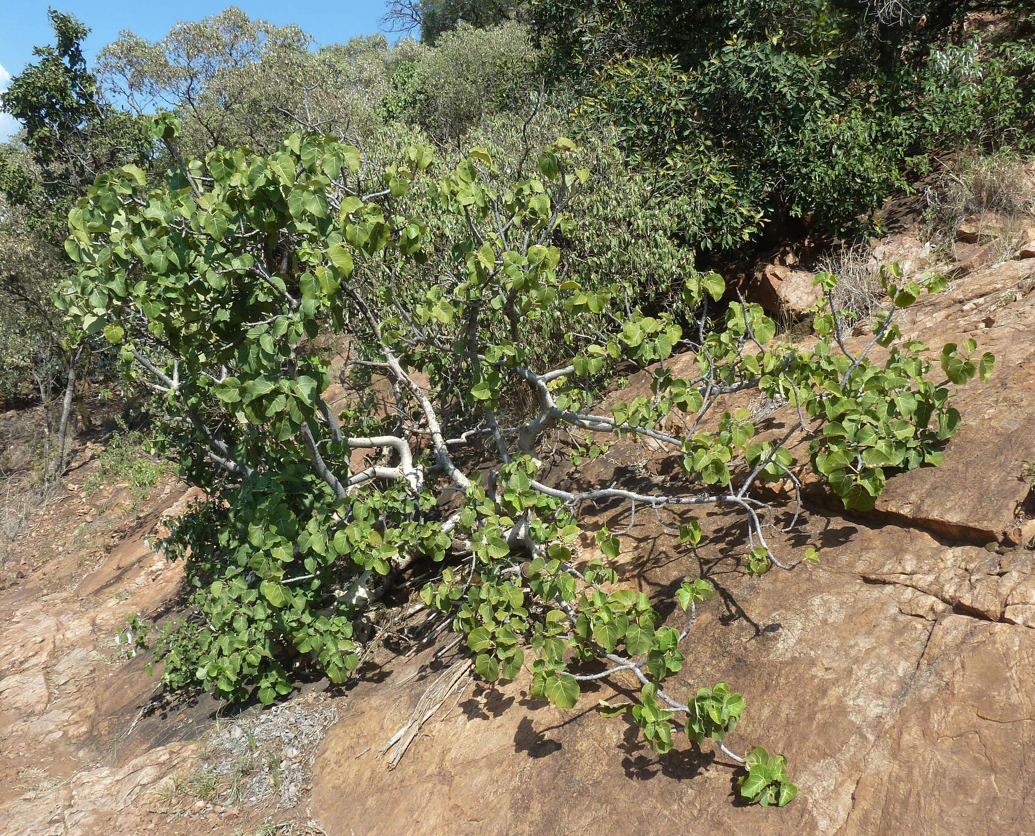 Imagem de Ficus abutilifolia (Miq.) Miq.