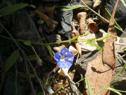 Image of slender dwarf morning-glory