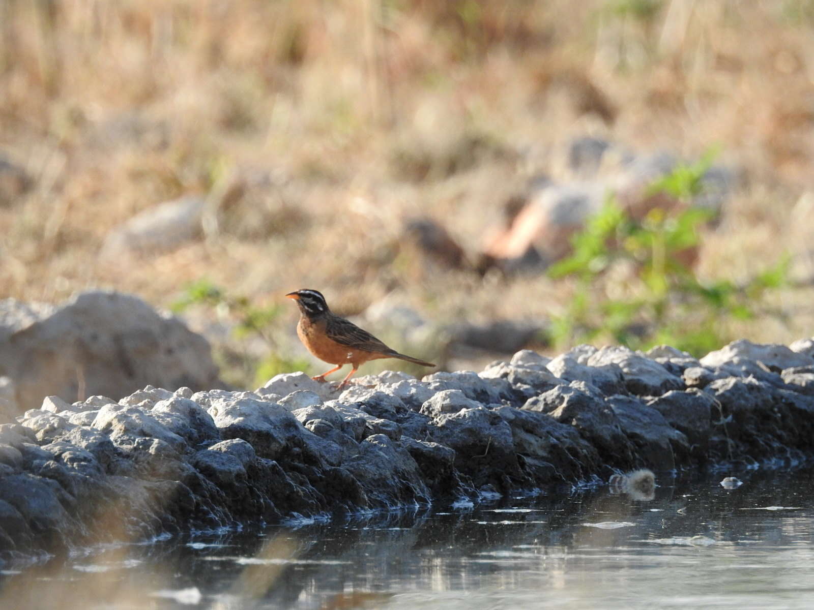 Sivun Emberiza tahapisi nivenorum (Winterbottom 1965) kuva