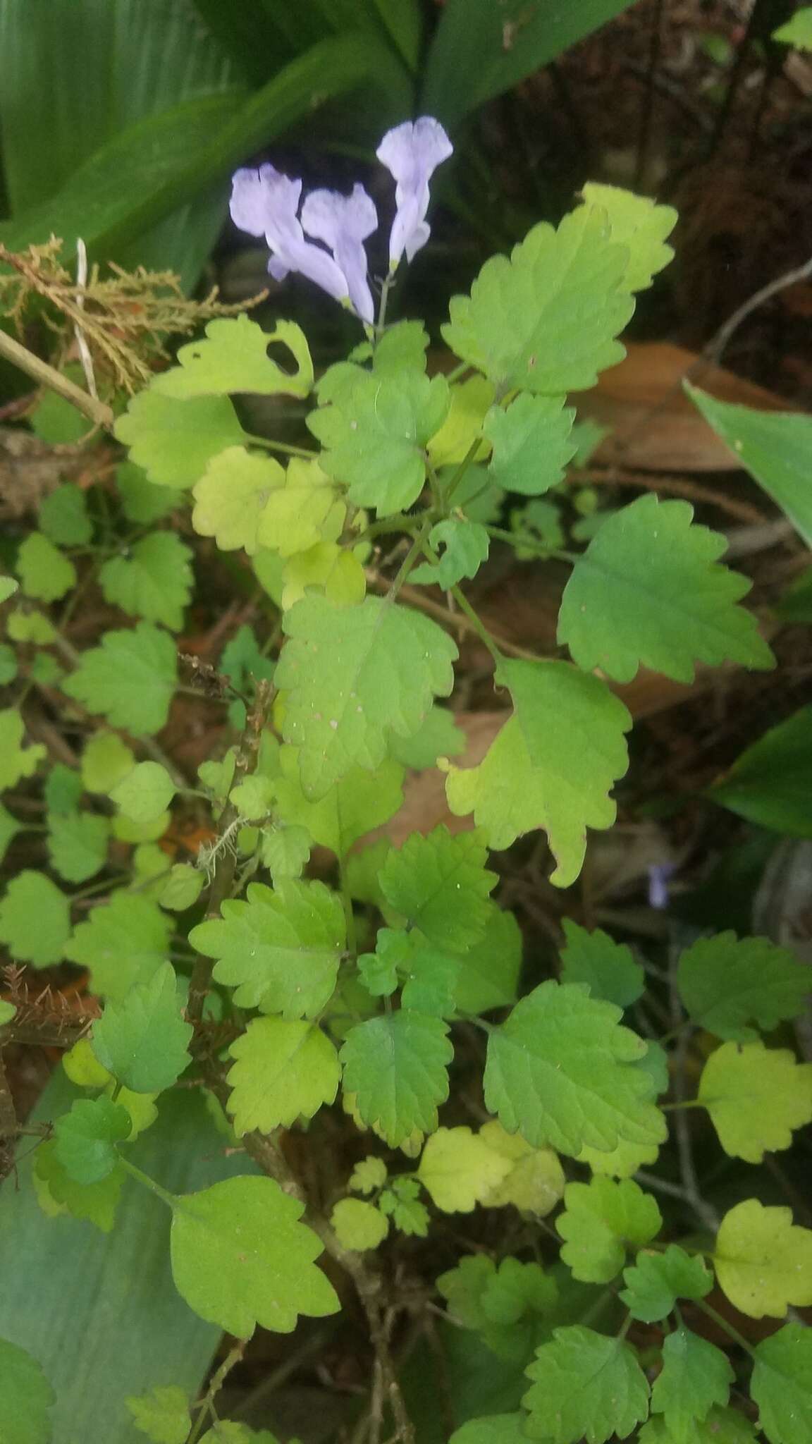 Image de Plectranthus saccatus Benth.