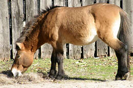 Image of Asian Wild Horse