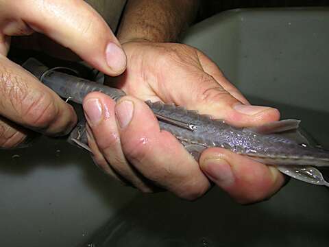 Image of Pallid Sturgeon