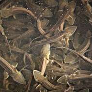 Image of Pallid Sturgeon