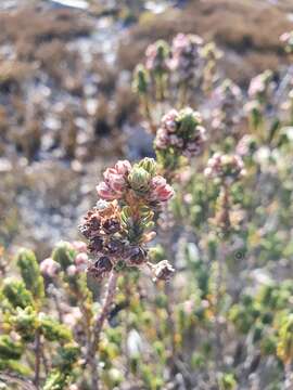 Image de Erica goatcheriana L. Bolus