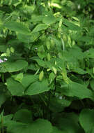 Image de Lunaria rediviva L.