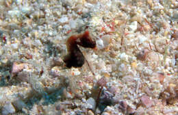 Image of Pontoh`s Pygmy Seahorse