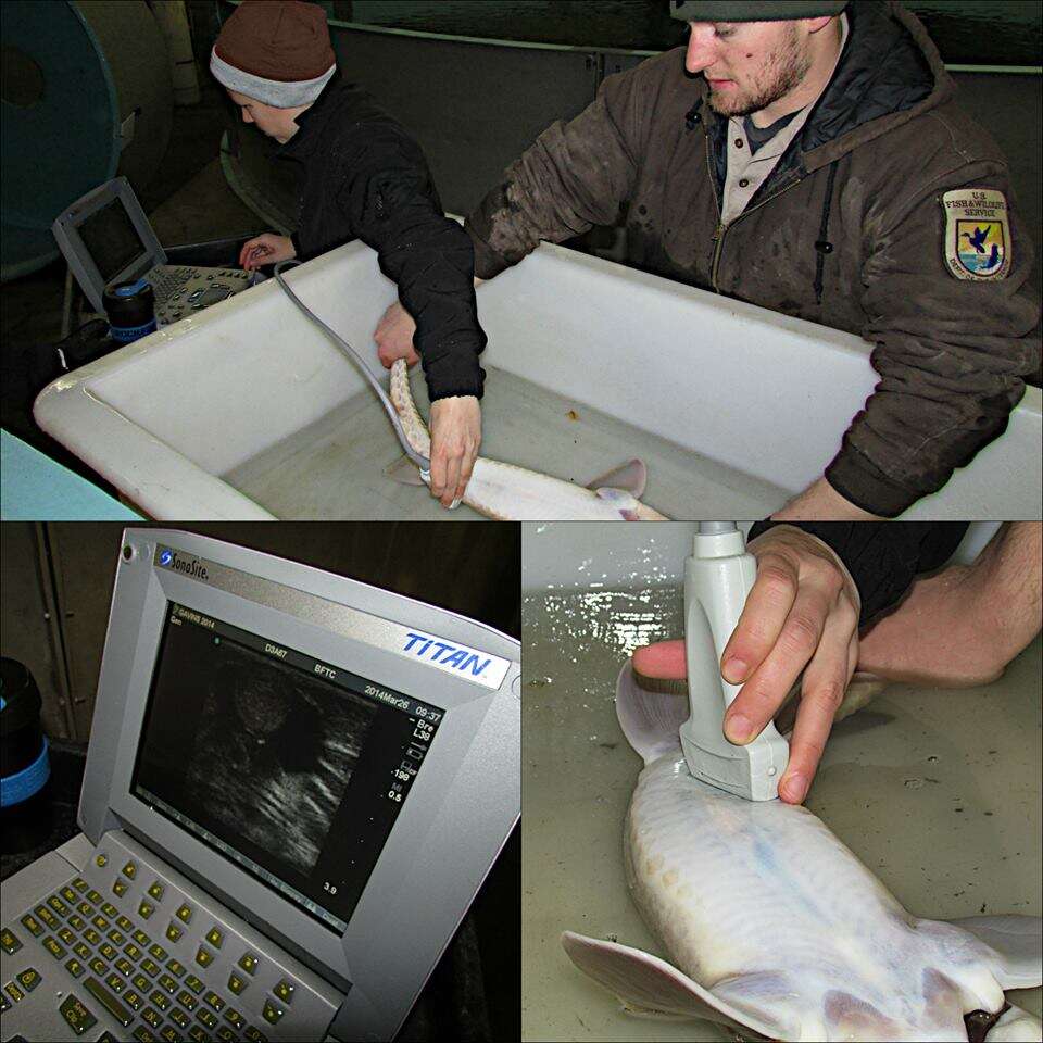 Image of Pallid Sturgeon