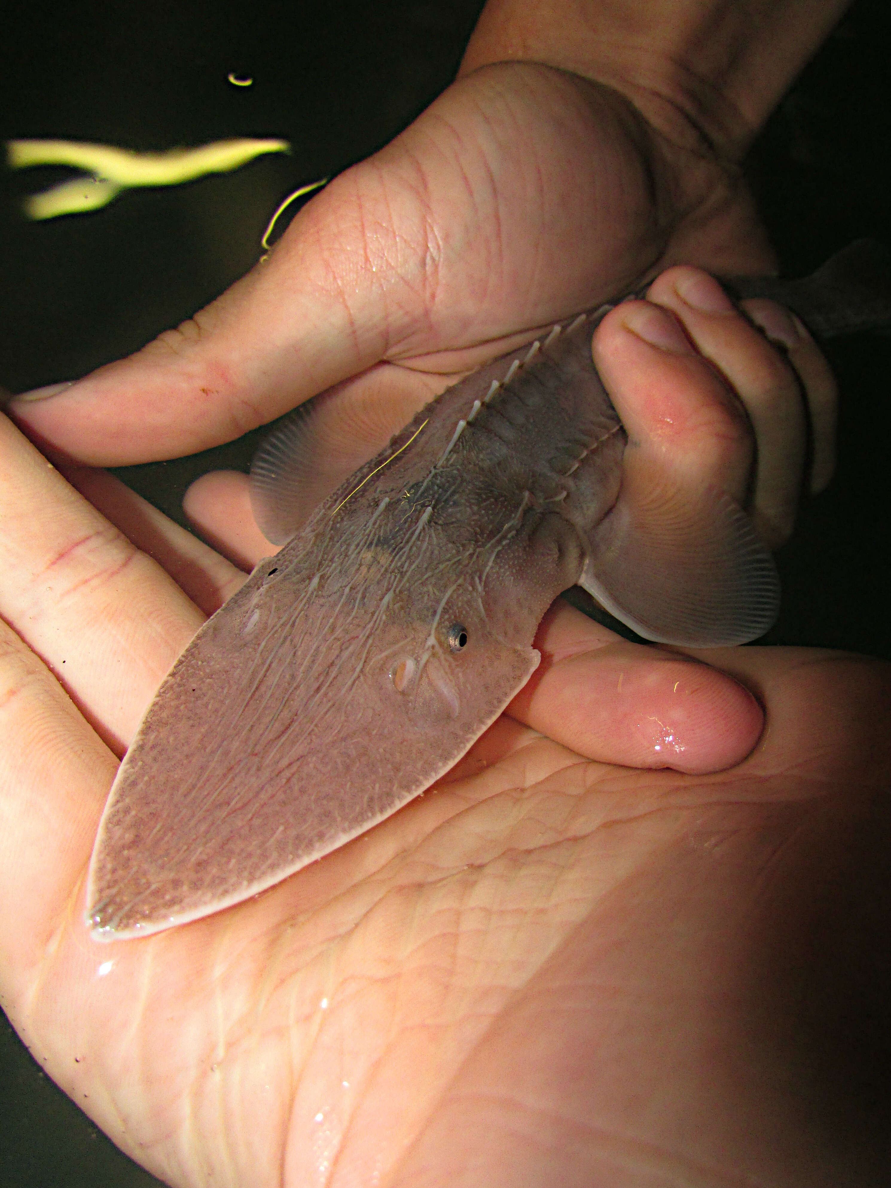 Image of Pallid Sturgeon