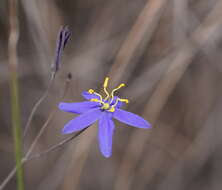 Image de Thelionema caespitosum (R. Br.) R. J. F. Hend.