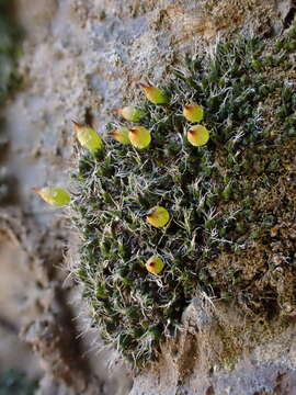 Image of coscinodon moss