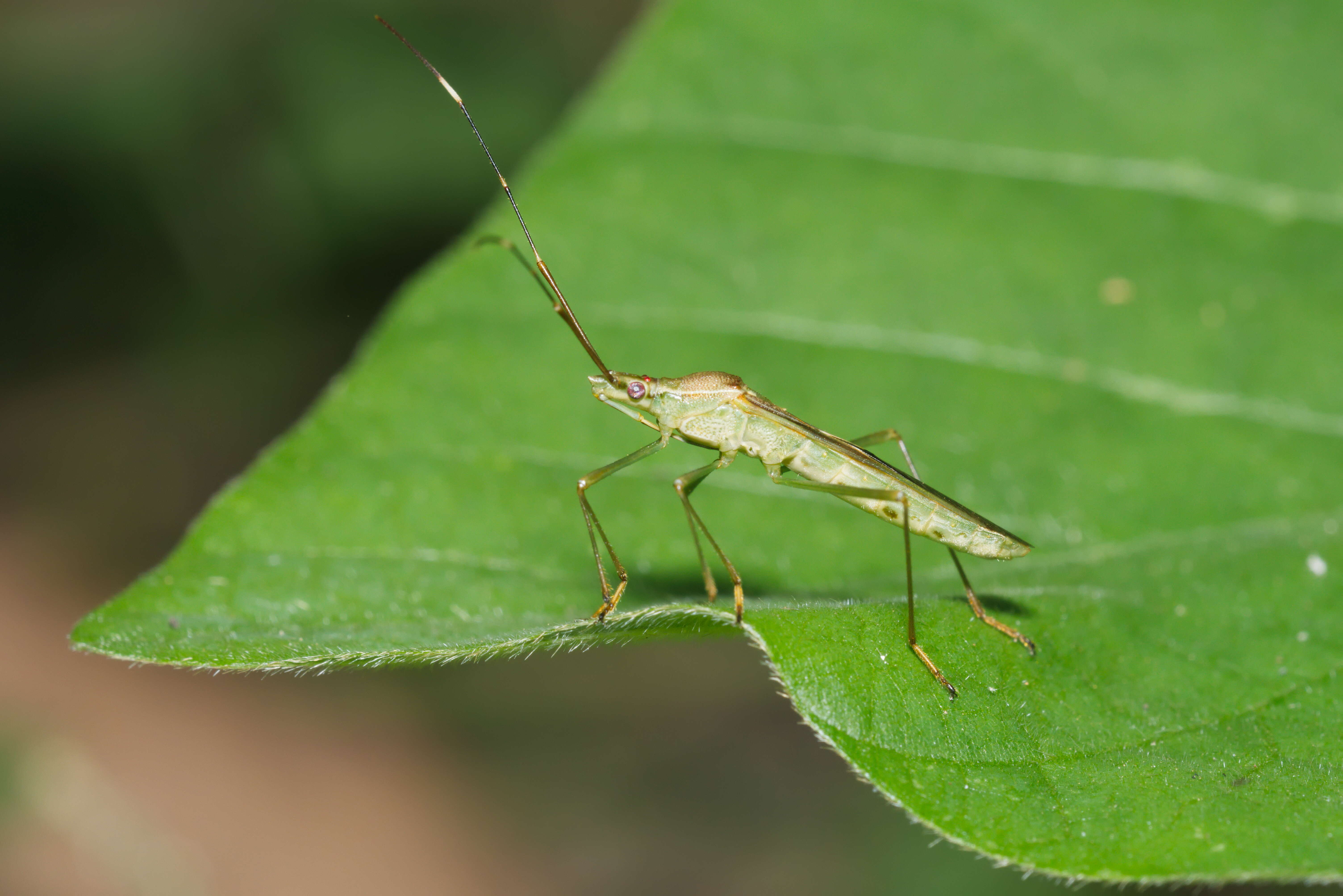 Imagem de Leptocorisa oratorius