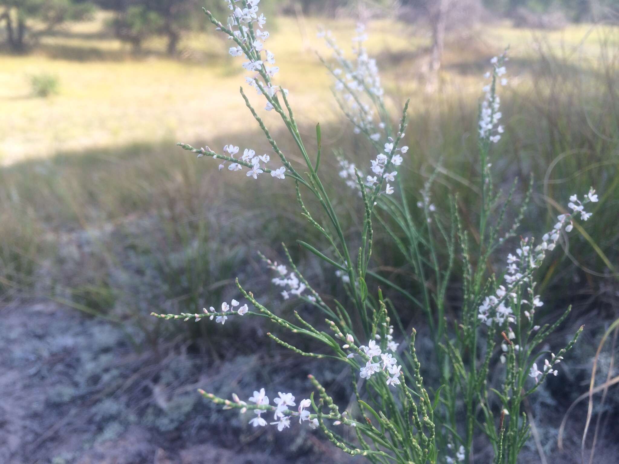 Image of coastal jointweed