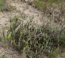 Image of Senecio pauciflosculosus C. Jeffrey