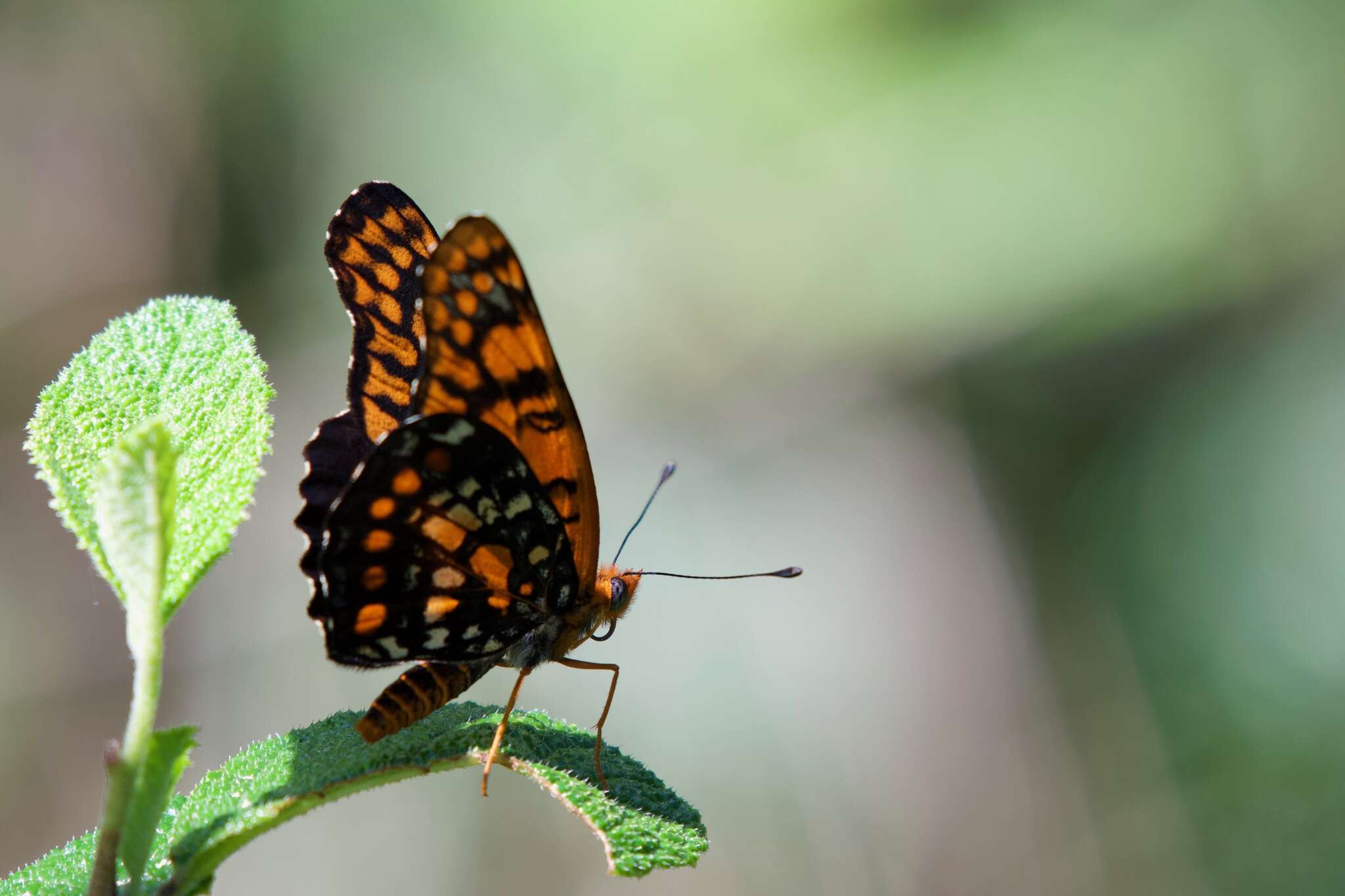 Image of Puerto Rican Checkerspot