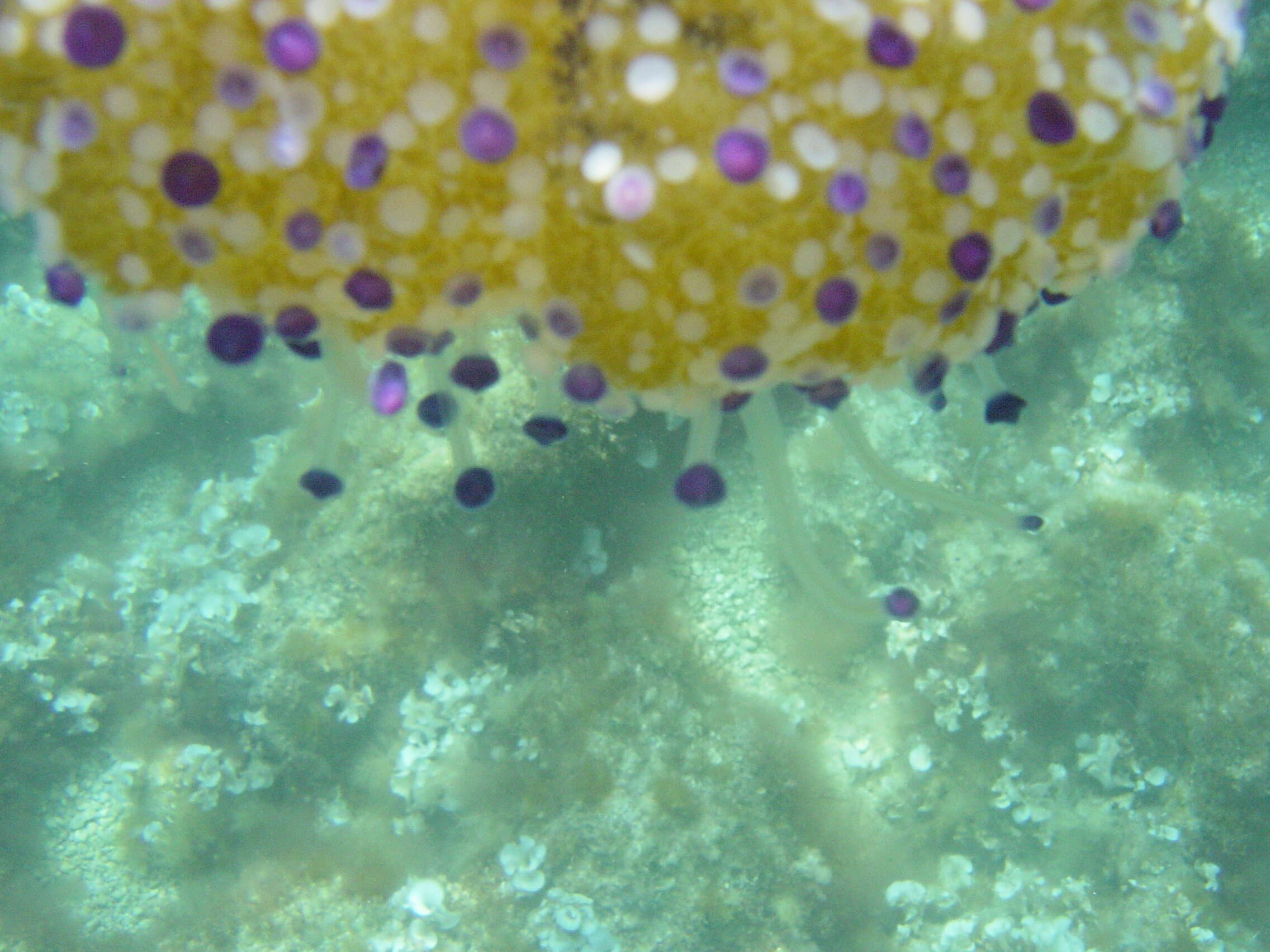 Image of Cotylorhiza Agassiz 1862