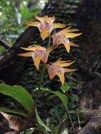 Image of Tainia cordifolia Hook. fil.