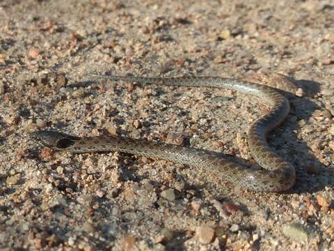 Hypsiglena ochrorhynchus klauberi Tanner 1946 resmi