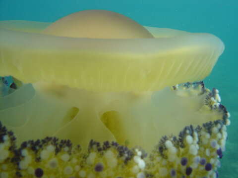 Image of Cotylorhiza Agassiz 1862