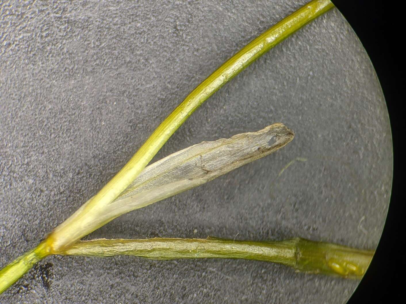 Image of Blunt-leaved Pondweed